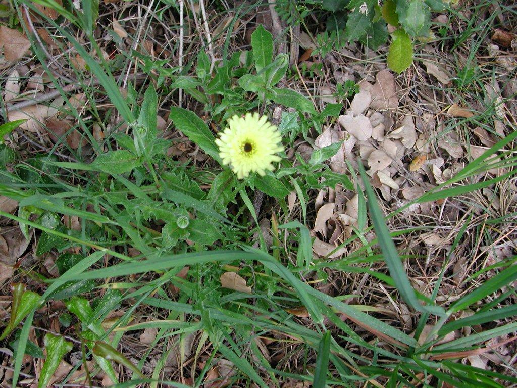 Urospermum dalechampii / Boccione maggiore